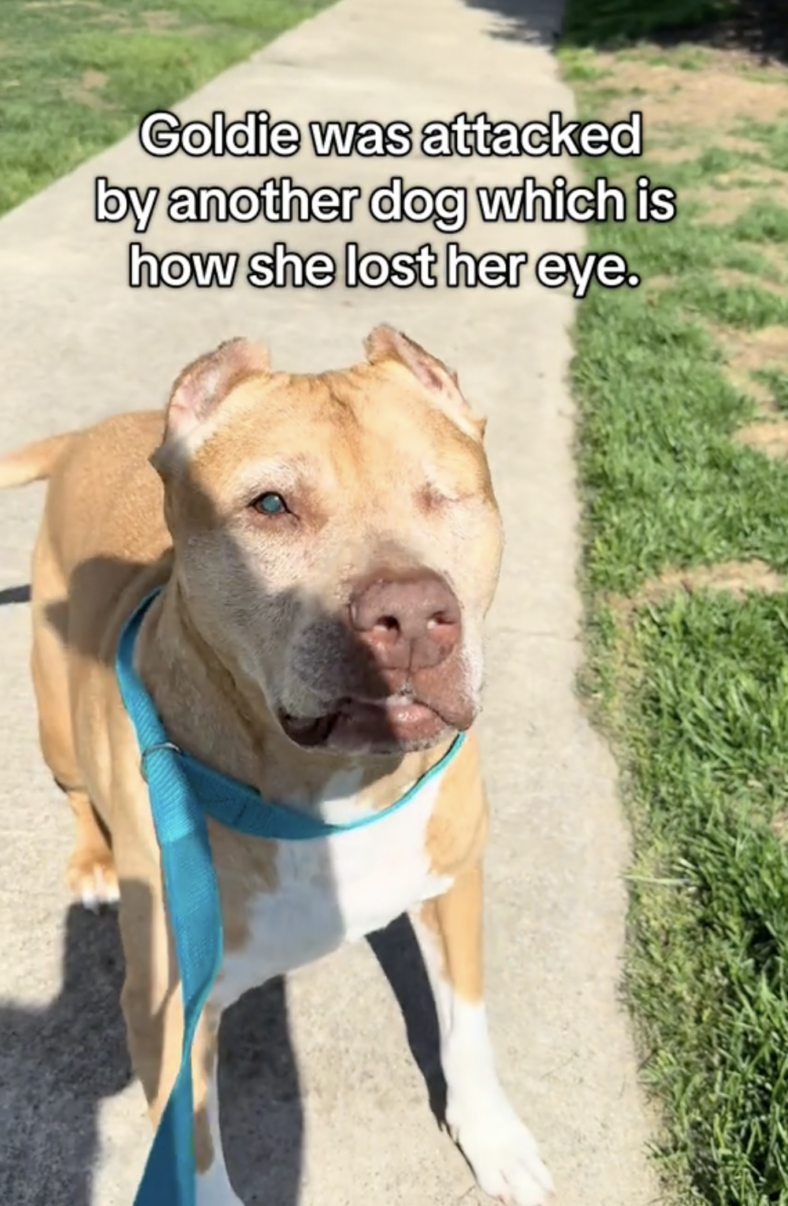 One-Eyed Senior Dog
